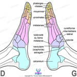 ReflexoExpert